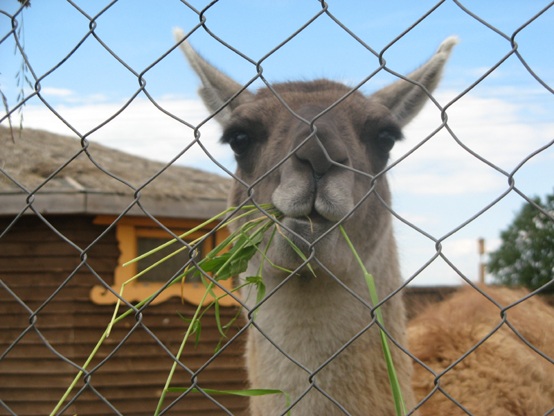 Летний корпоративный праздник - 2008 на конной базе "Аванпост"